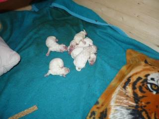 Bichon frise Welpen Bayern