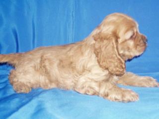 Amerikanische cocer spaniel