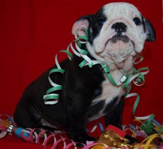 English Bulldog s in Traumhaften Farben / Sonderlackierung