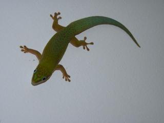 Phelsuma dubia