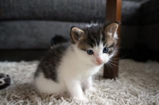 Maine-Coon/Perser/ Hauskatze
