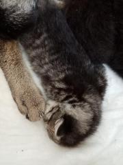 Coony-Mix Kitten