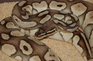 Python regius 1. 0 Butter pastel 1. 0 Yellowbelly und 0. 1 Oddball 850 Gramm
