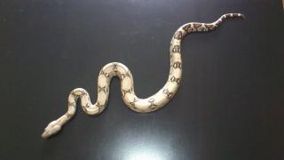 1, 1 Boa constrictor het ALBINO