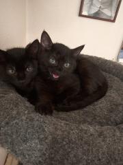 Katzenkinder suchen ein Zuhause