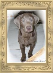 SILBERNE LABRADOR WELPEN AB SOFORT ABZUGEBEN