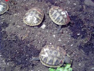 Griechische Landschildkröten robuste Ostrasse von 2021