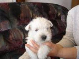 WESTIE SUCHEN EIN NEUES ZUHAUSE