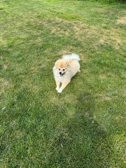 Spitz Rüde