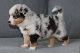 Australian Shepherd Welpen