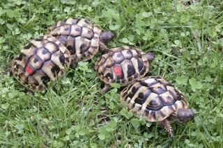 Griechische Landschildkröten Nachzuchten Bj. 2021