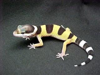 Leopardgecko NZ 2021 abzugeben