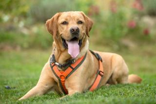 MR. SAM - Labrador - männlich 4 Jahre 58 cm 34 kg Gechipt Kastriert