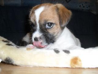 Jack-russel shih-tzu mix