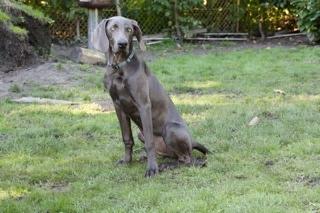 Blauer Weimaranerrüde mit AKC Papieren