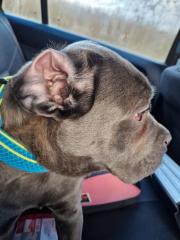 Verkaufe einen Cane Corso