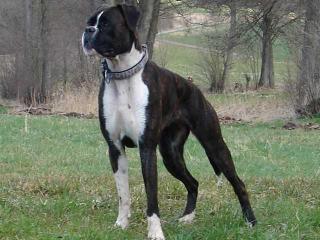 Unsere Boxer Welpen sind da