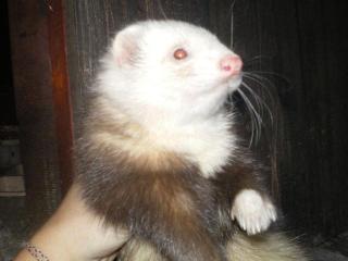 Frettchen in siam und harlekin