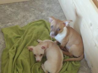 Chihuahua babys