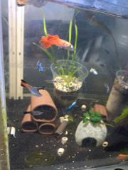 Guppy Abnahme