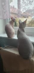 Don. sphynx