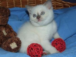 BKH-Point-Kitten in lilac-point