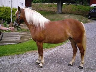 Gesunde Haflinger Stute zu verkaufen.