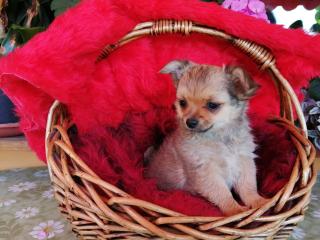 Süße Chihuahua-Welpen