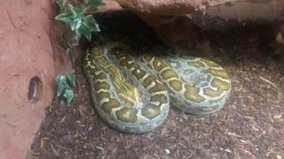 Tigerpython