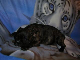 Knuffige Muskelpakete - französische Bulldoggen