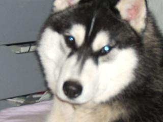 Seberyan husky