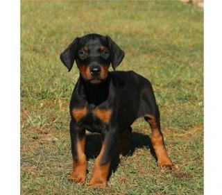 Dobermann - Ein Freund fürs Leben