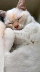 Mix Katzen BKH/ Heilige Birma