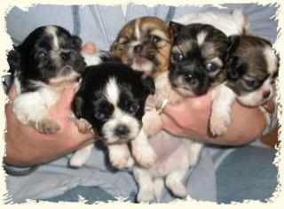 Shih Tzu Pampersrocker