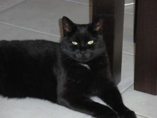 Kater Raven vermisst