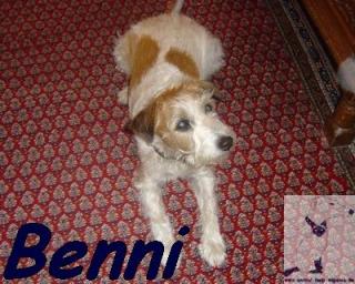 Benni Jack Rassel braucht neue Bleibe