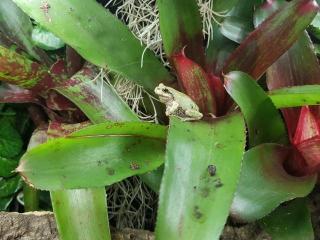 Hyla japonica Nachzuchten Rarität ab Mai abzugeben.