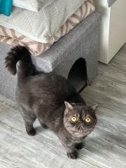 Hauskatze sehr süß