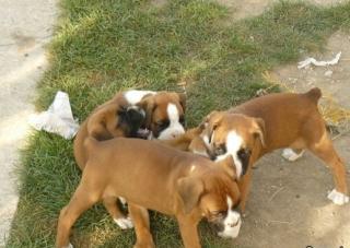Boxerwelpen