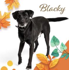 Blacky ist ein sehr braver, freundlicher und hübscher Hundebub