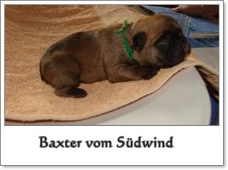Französische Bulldoggenwelpen