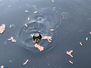 Auffangstation für Wasserschildkröten