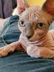 Kater / Sphynx-Katzen/ Mischa