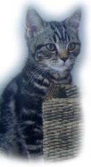 Bkh Kater, SilverTabby, 14Wochen sucht neues Zuhause
