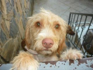 Daisy Struppelmix sucht einen Endplatz oder eine Pflegestelle in Deutschland