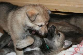 CS Wolfdog - Welpen mit Pedigree