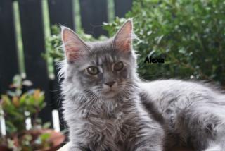 Maine coon Kitten aus Hobbyzucht zu verkaufen