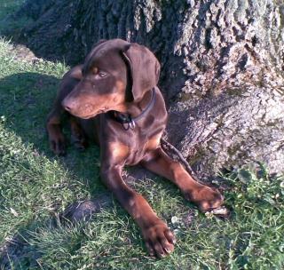 Verspielter Dobermann Welpe