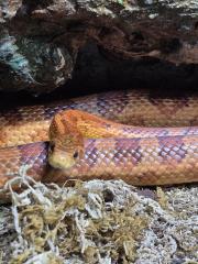 Verkaufe Kornnatter-Männchen