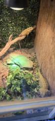 2 Zwerg Bartagamen mit Terrarium